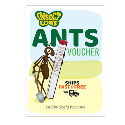 Ant Hill with Prepaid Voucher