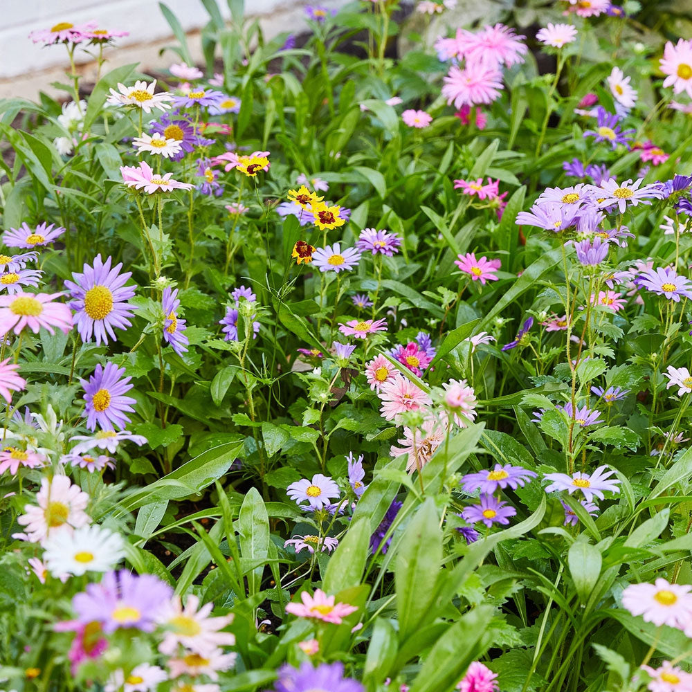 Pollinator Seed Pops