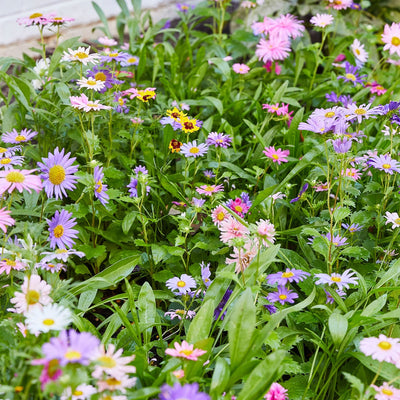 Pollinator Seed Pops