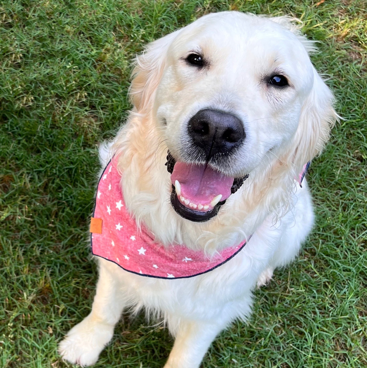 Lucky Stars Dog Bandana