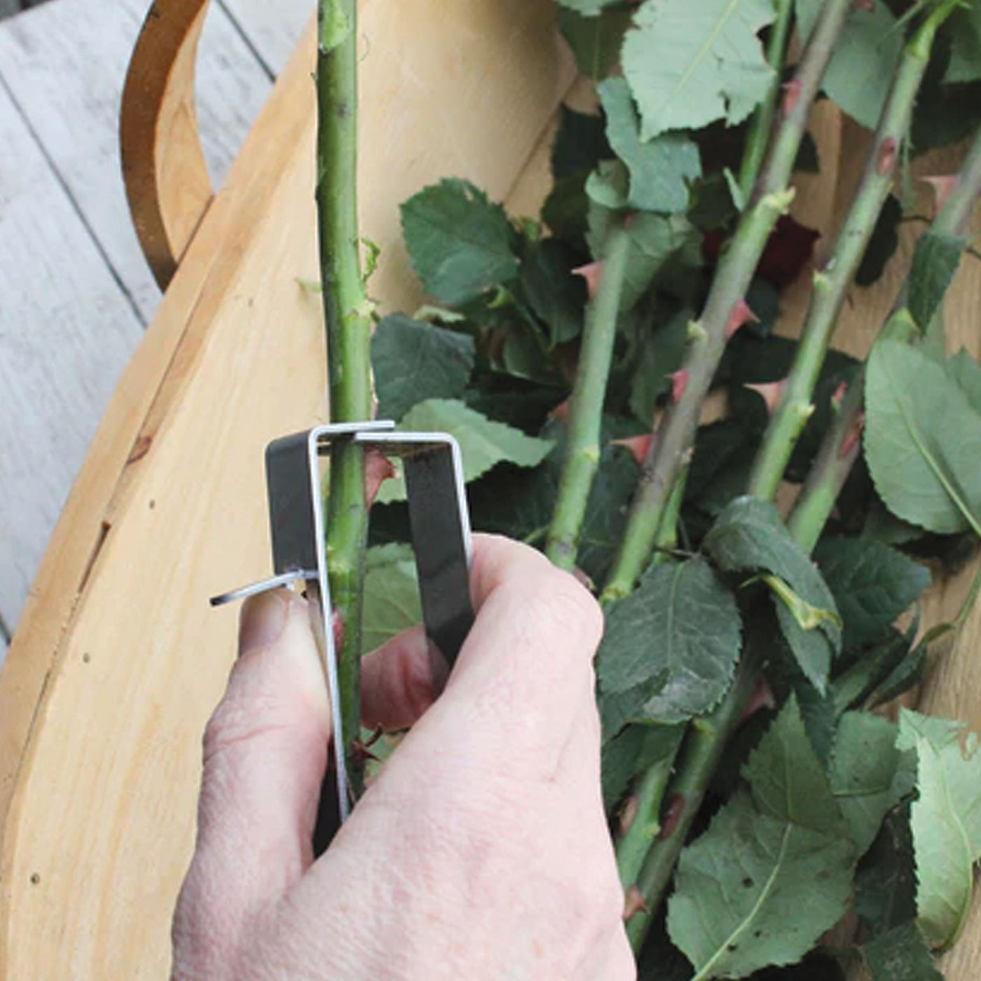Thorn Stripper