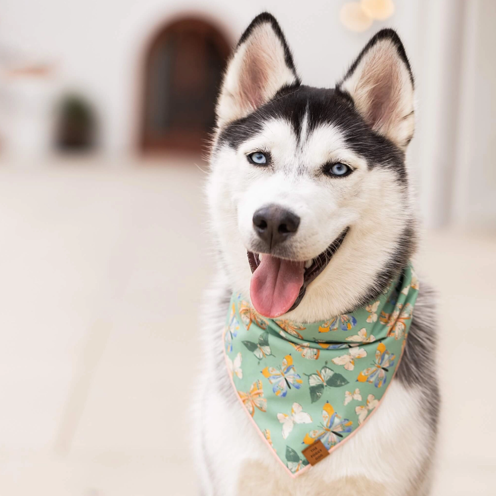 Flutter Dog Bandana