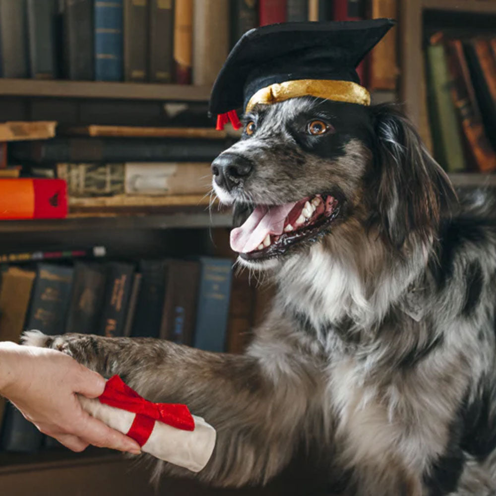 Grrraduation Cap & Scroll Dog Toy