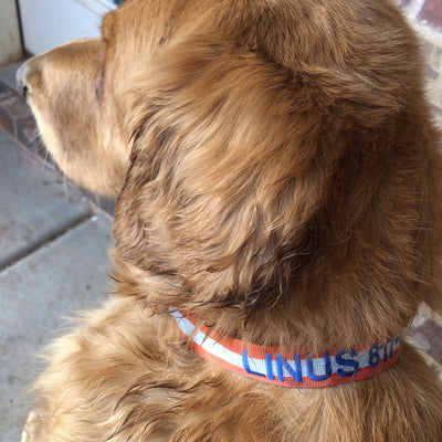 personalized dog collar on barquegifts.com