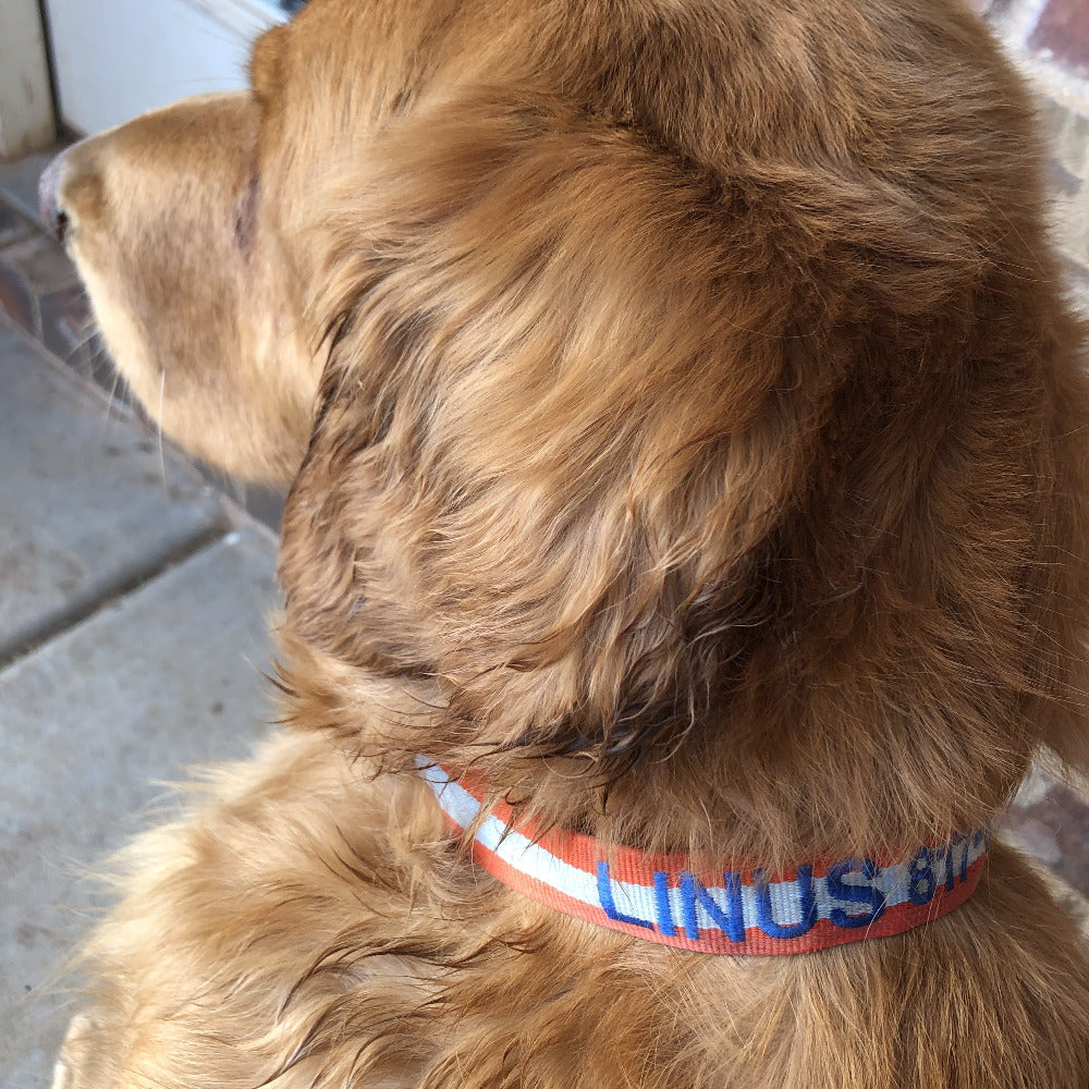 personalized dog collar on barquegifts.com