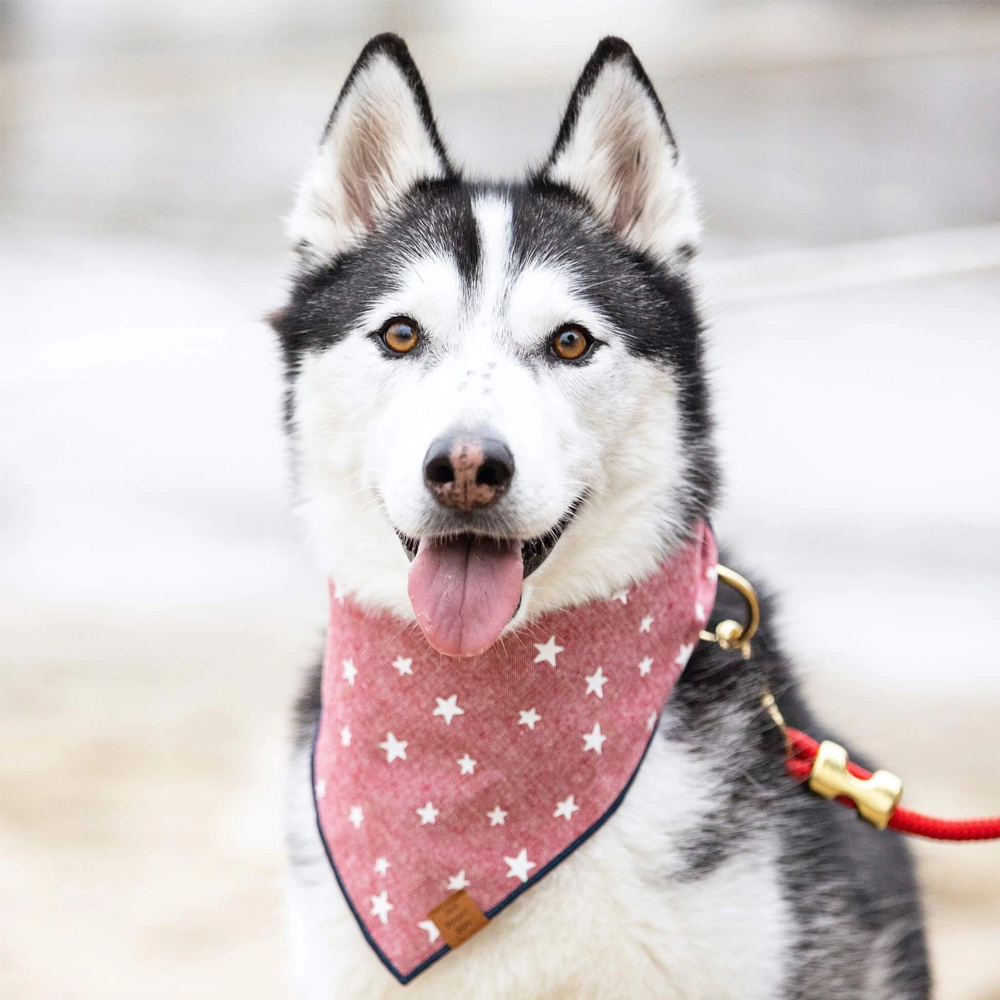 Lucky Stars Dog Bandana