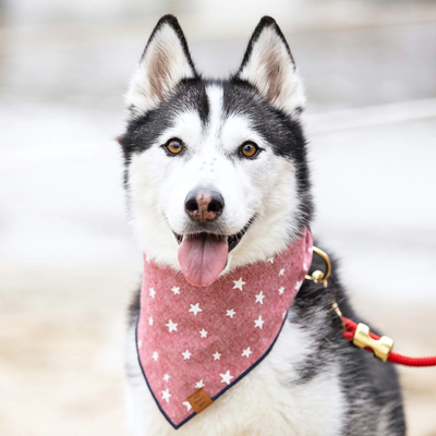 Lucky Stars Dog Bandana