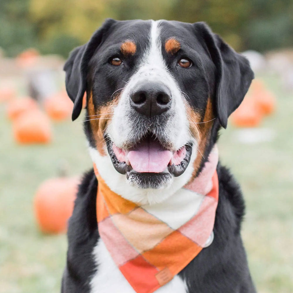 Pumpkin Spice Flannel Dog Bandana