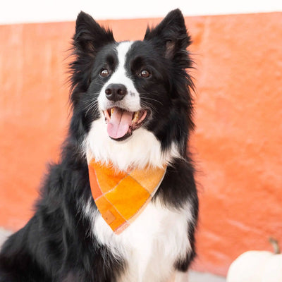 Pumpkin Spice Flannel Dog Bandana