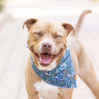 Primavera Dog Bandana